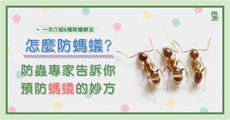 家裡有大螞蟻|怎麼防螞蟻？螞蟻大軍怕什麼？居家螞蟻防治專家告訴。